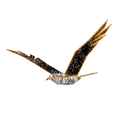 large, illuminated bird display for zoos