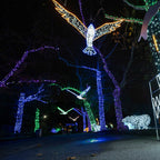 large lighted bird suspension for zoos