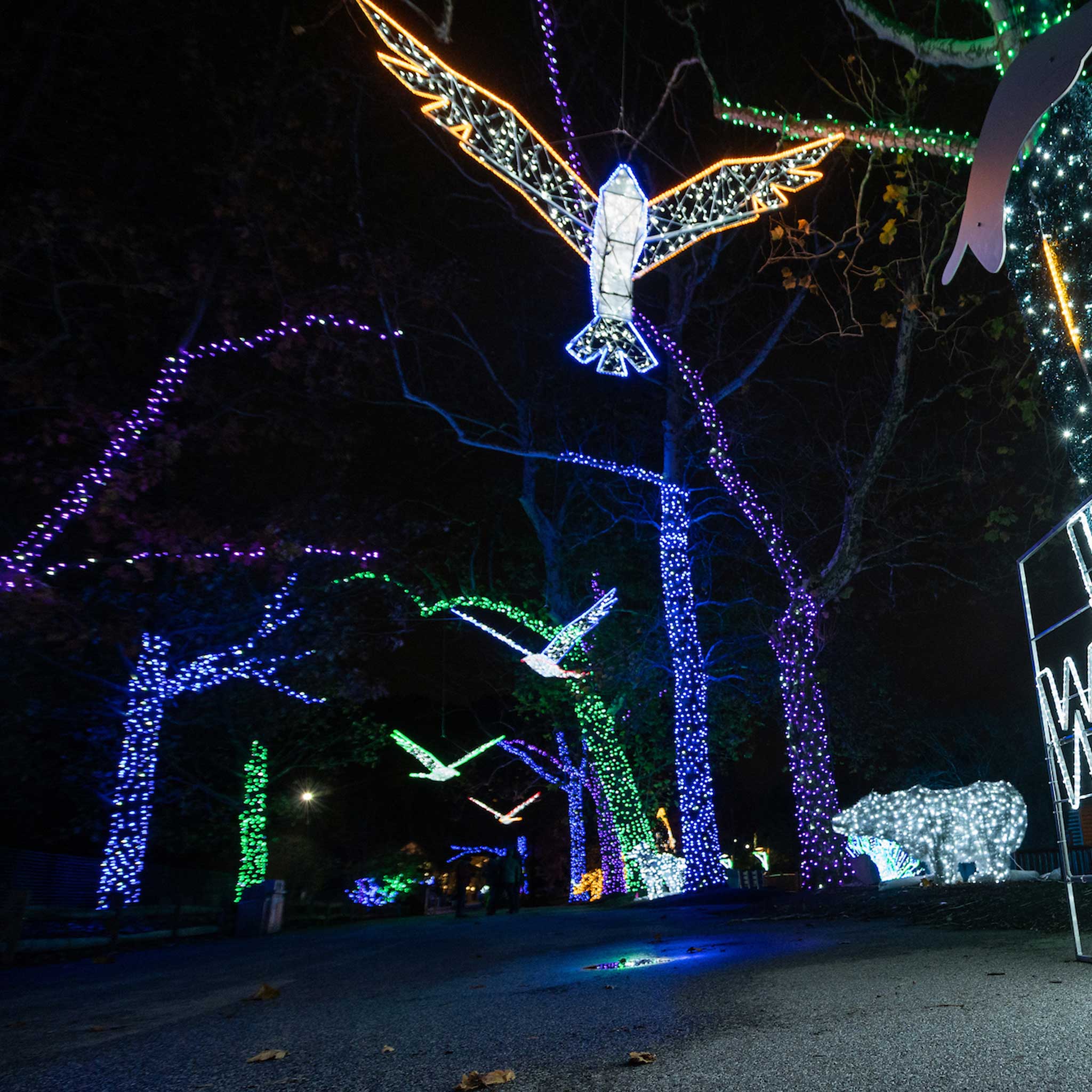large lighted bird suspension for zoos
