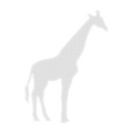 2D Giraffe lighted display