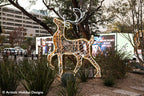 Majestic Reindeer - 6.4ft